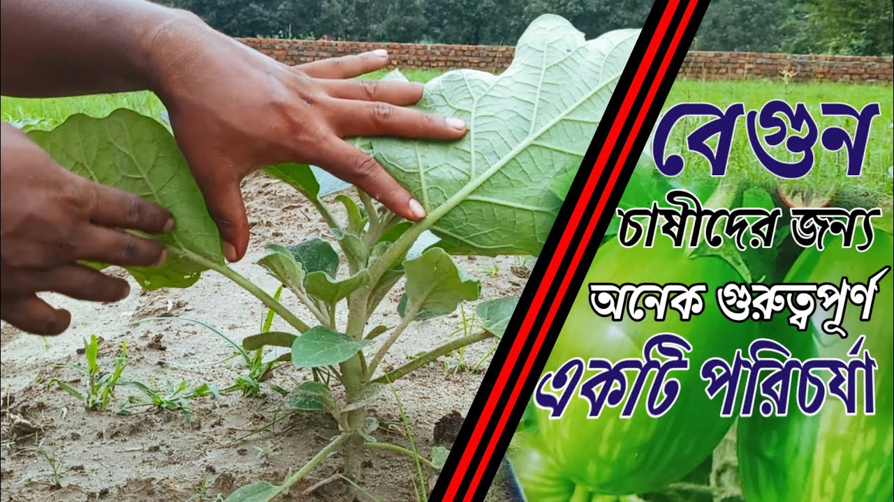 বেগুনের অতি প্রয়োজনীয় পরিচর্যা। অনেকেই জানে না।