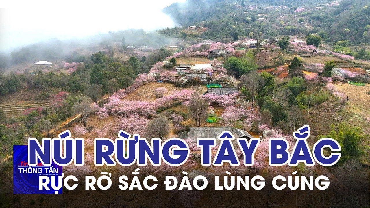Rực rỡ sắc đào Lùng Cúng ở núi rừng Tây Bắc | Tin nhanh Thông tấn
