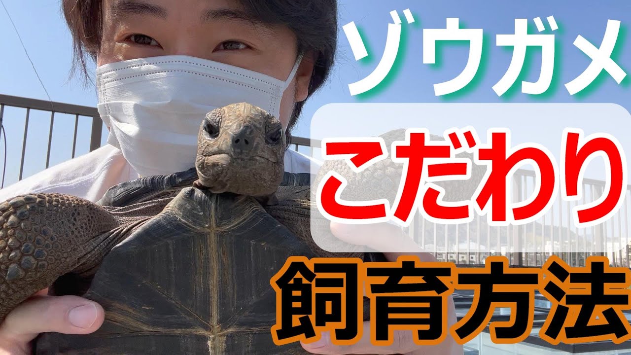 【絶対的なこだわり】成果アリ飼育方法【根拠はない～今まで飼育していて感じたことをやってるだけ】