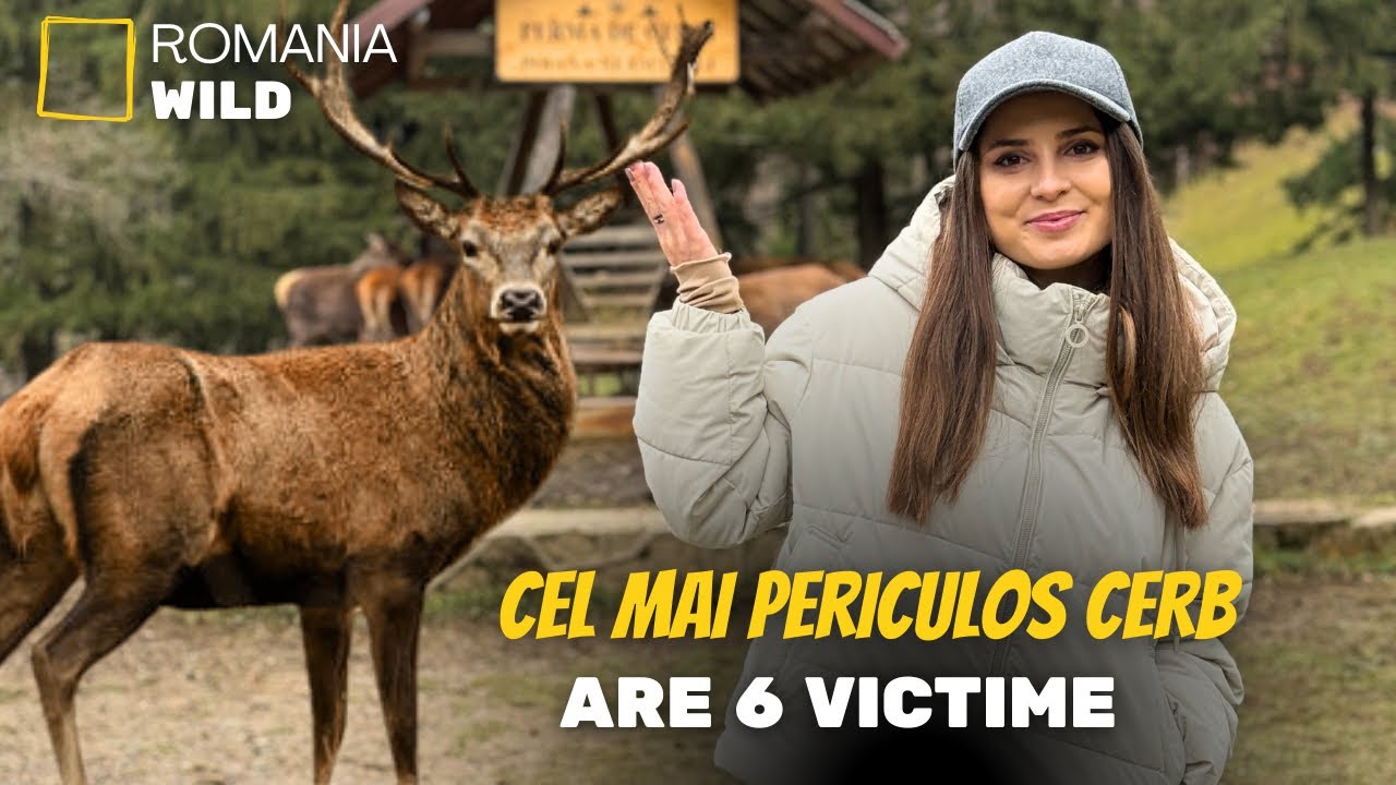 TOP 3 Locuri De Vizitat in SIBIU + Ferma de CERBI si CIUTE🌿🦌