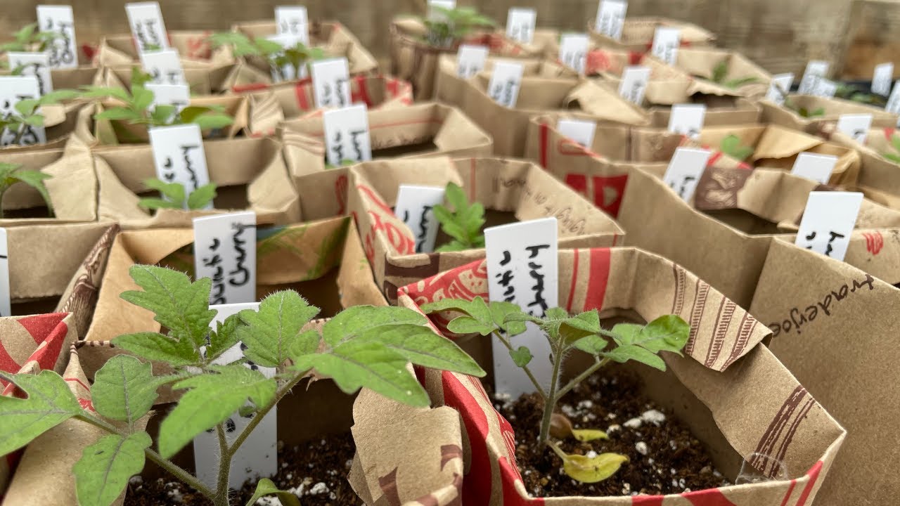 We UPCYCLED Shopping Bags Into PAPER POTS!!