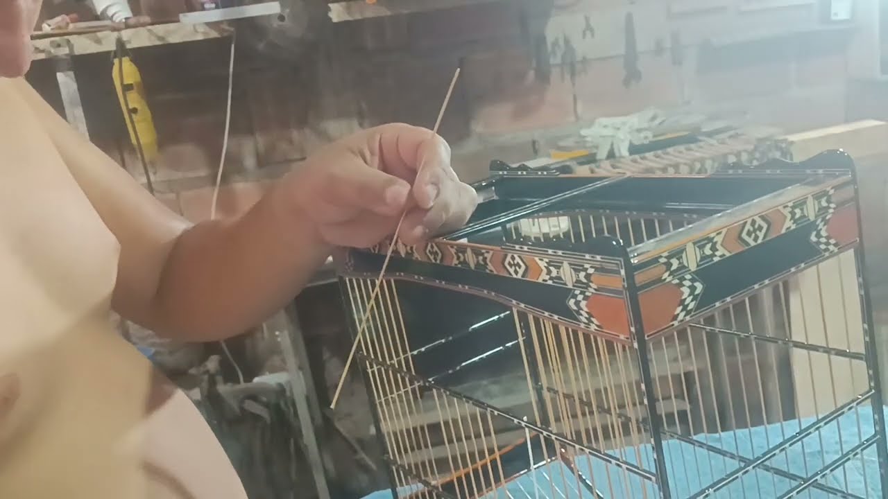 Aprenda A Melhor Maneira De Colocar Vareta De Bambu Em Gaiola De Luxo