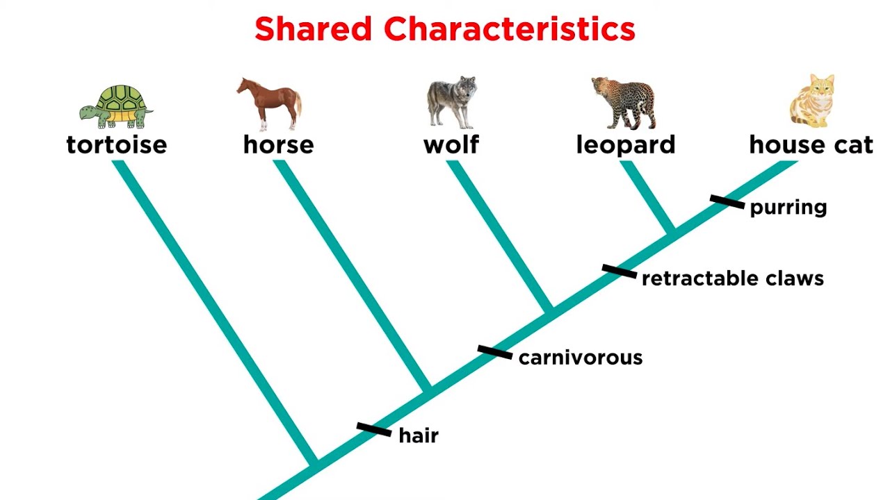 Cladistics Part 1: Constructing Cladograms