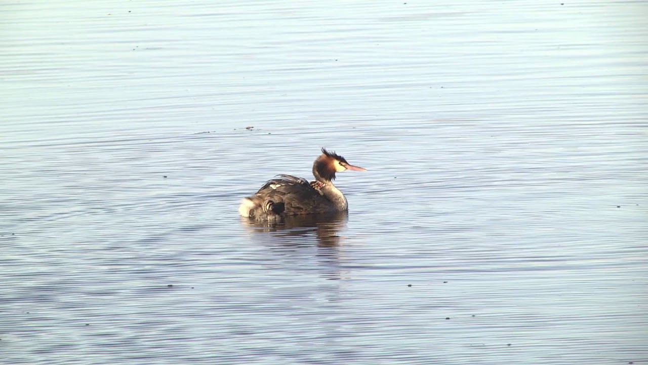 Great Crested Grebe chick trying to climb onto its Father's back