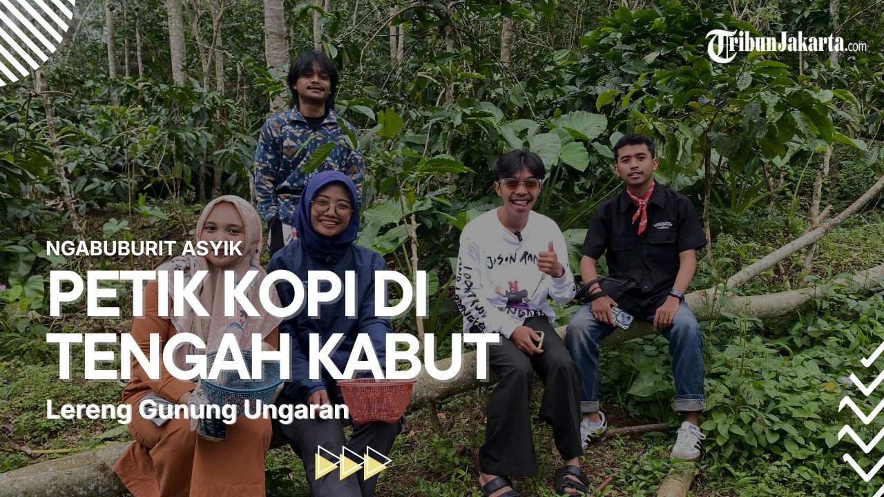 Ngabuburit Sambil Petik Kopi di Tengah Kabut Lereng Gunung Ungaran