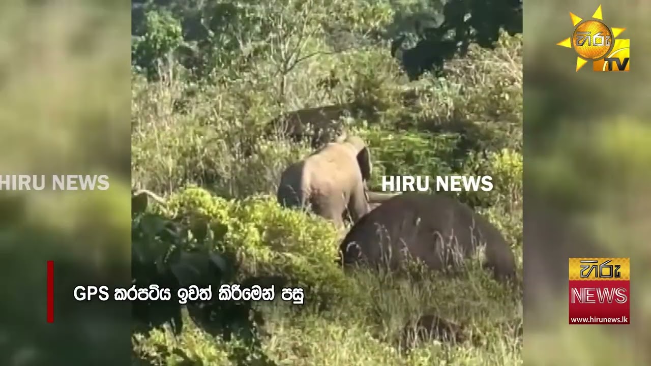 සිංහරාජ අවසන් වන අලියා GPS කර පටියෙන් නිදහස් - Hiru News