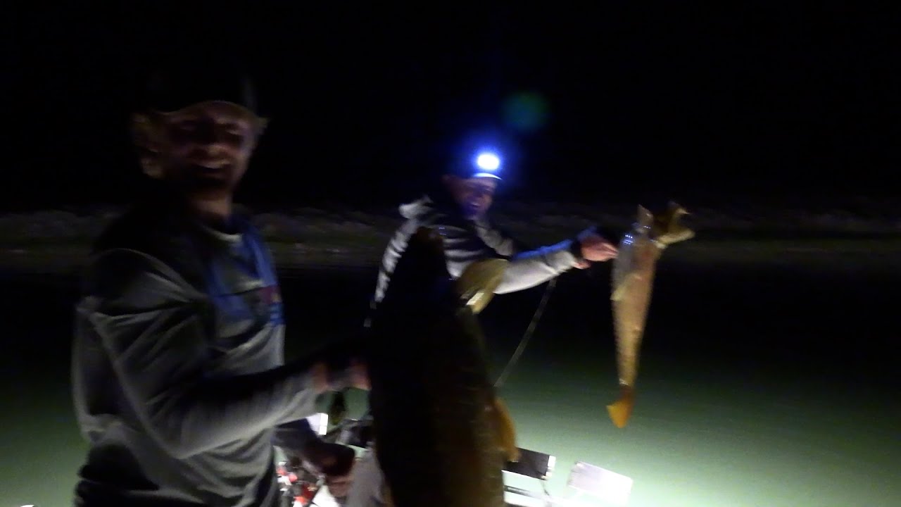 Bowfishing at night for giant carp 2025!