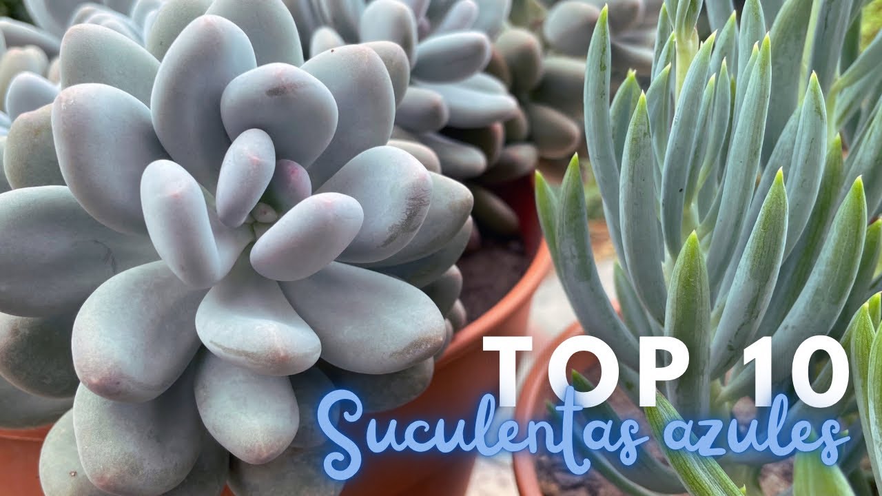 10 Suculentas Azules de mi Colecci&oacute;n | Desaf&iacute;o Cumplido 💙