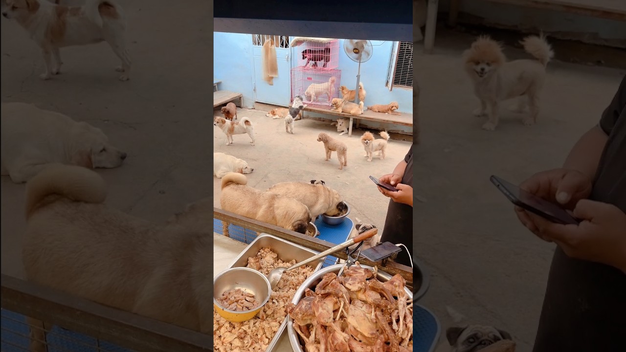 😢😢😢Provide a warm home, food and shelter for stray dogs 떠돌아다니는 개에게 집과 음식, 숙소를 따뜻하게 해주는 것