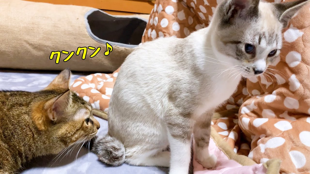 子猫リノ　お姉ちゃん猫にクンクンされちゃった子猫♥