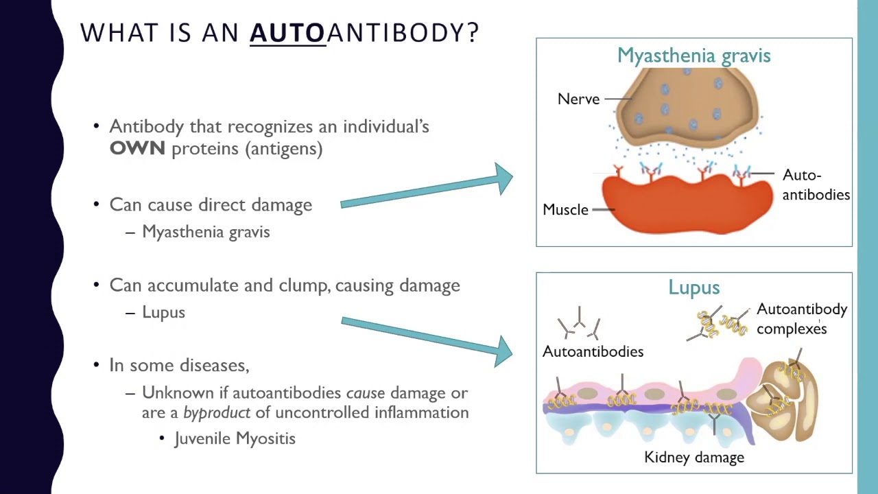 What Is an Autoantibody?