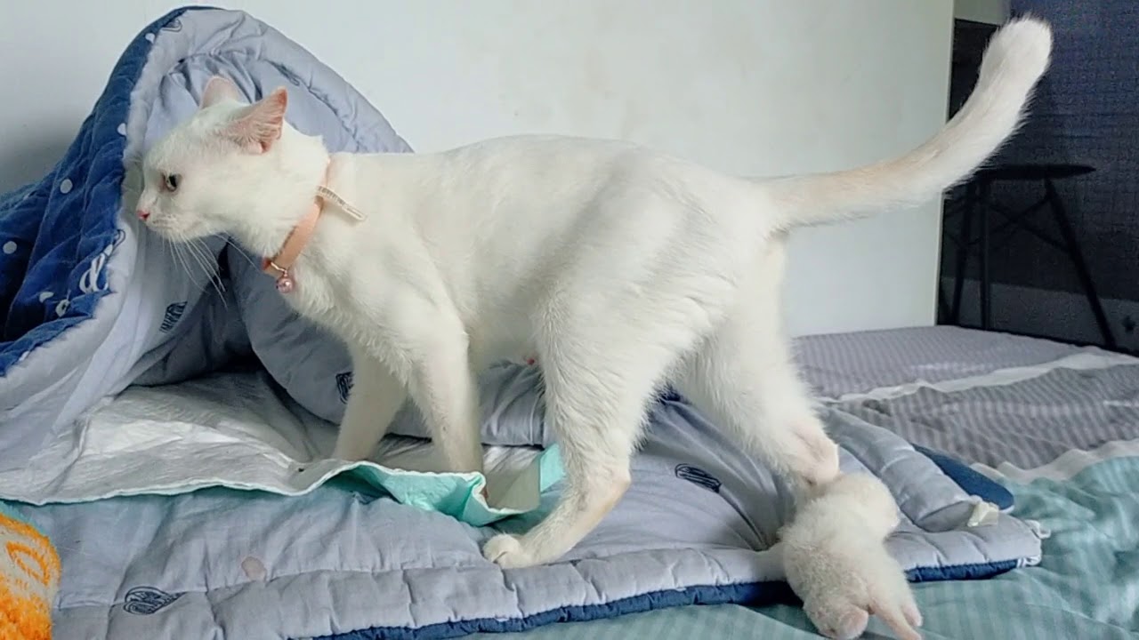 Tingkah lucu owie  mengurus zilly