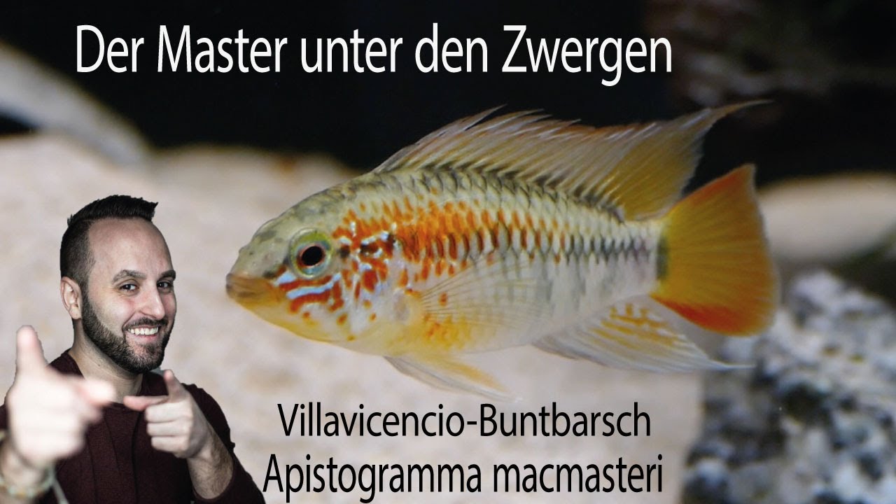 Villavicencio Zwergbuntbarsch I Apistogramma macmasteri I TAX