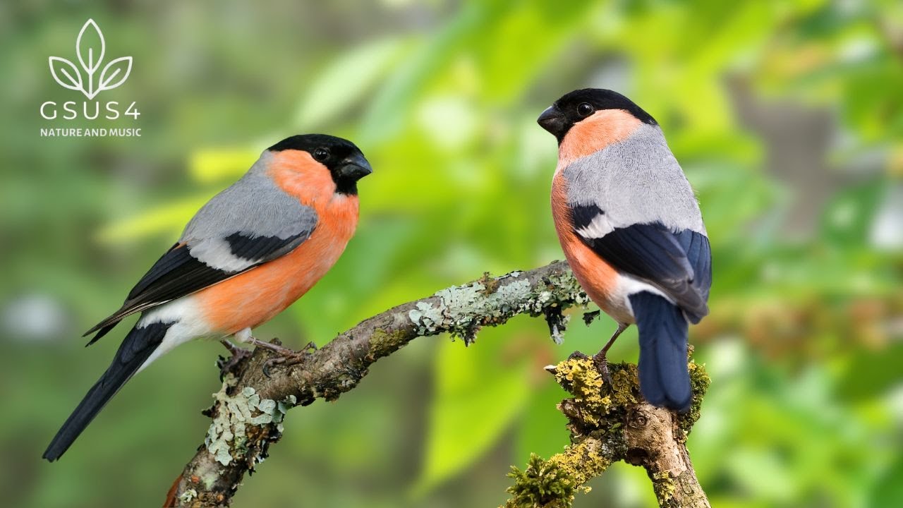 Birds Sounds🌿Calming Nature Sounds | Stress Relief, Relaxing Bird Sounds for Sleep & Relaxation