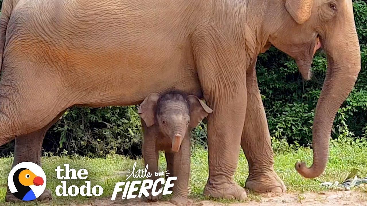 Tiniest Baby Elephant Copies Everything His Mom Does | The Dodo Little But Fierce