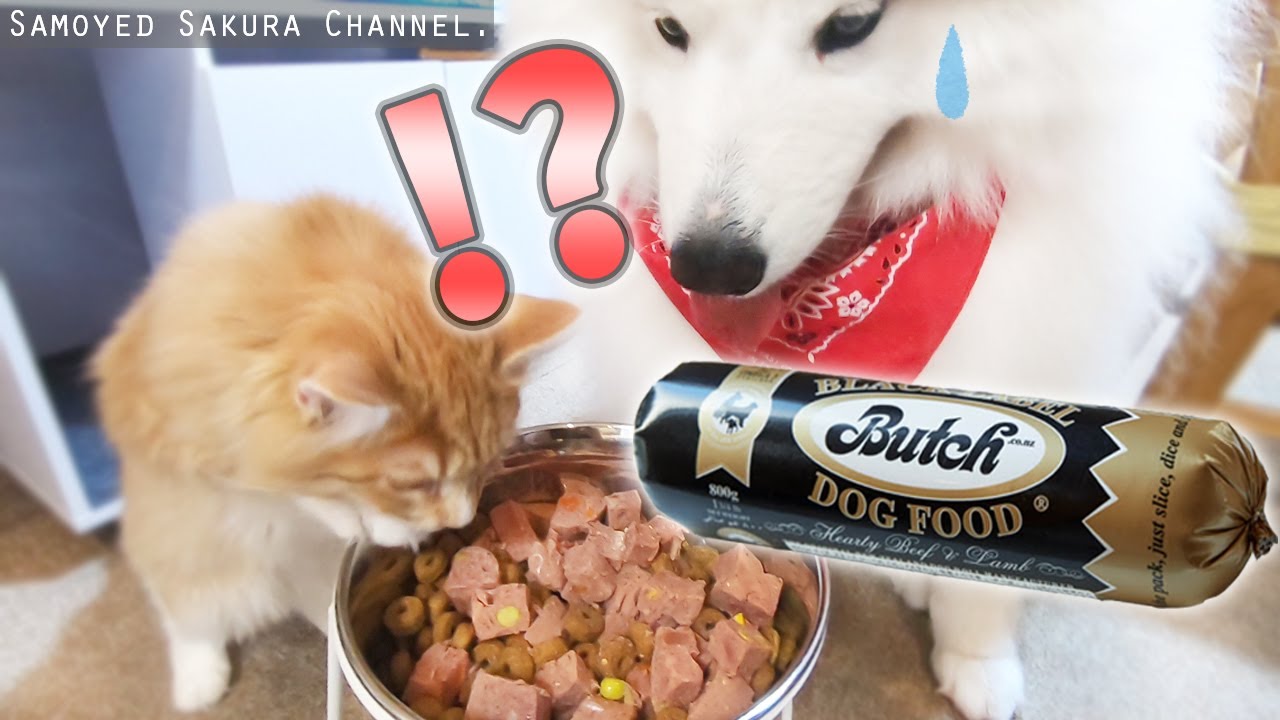 子猫にブッチを横取りされそうになるサモエドさくら