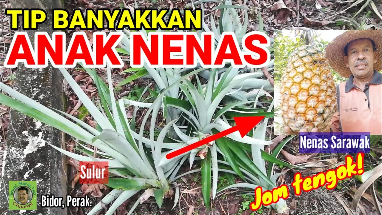 TIP BANYAKKAN ANAK NENAS