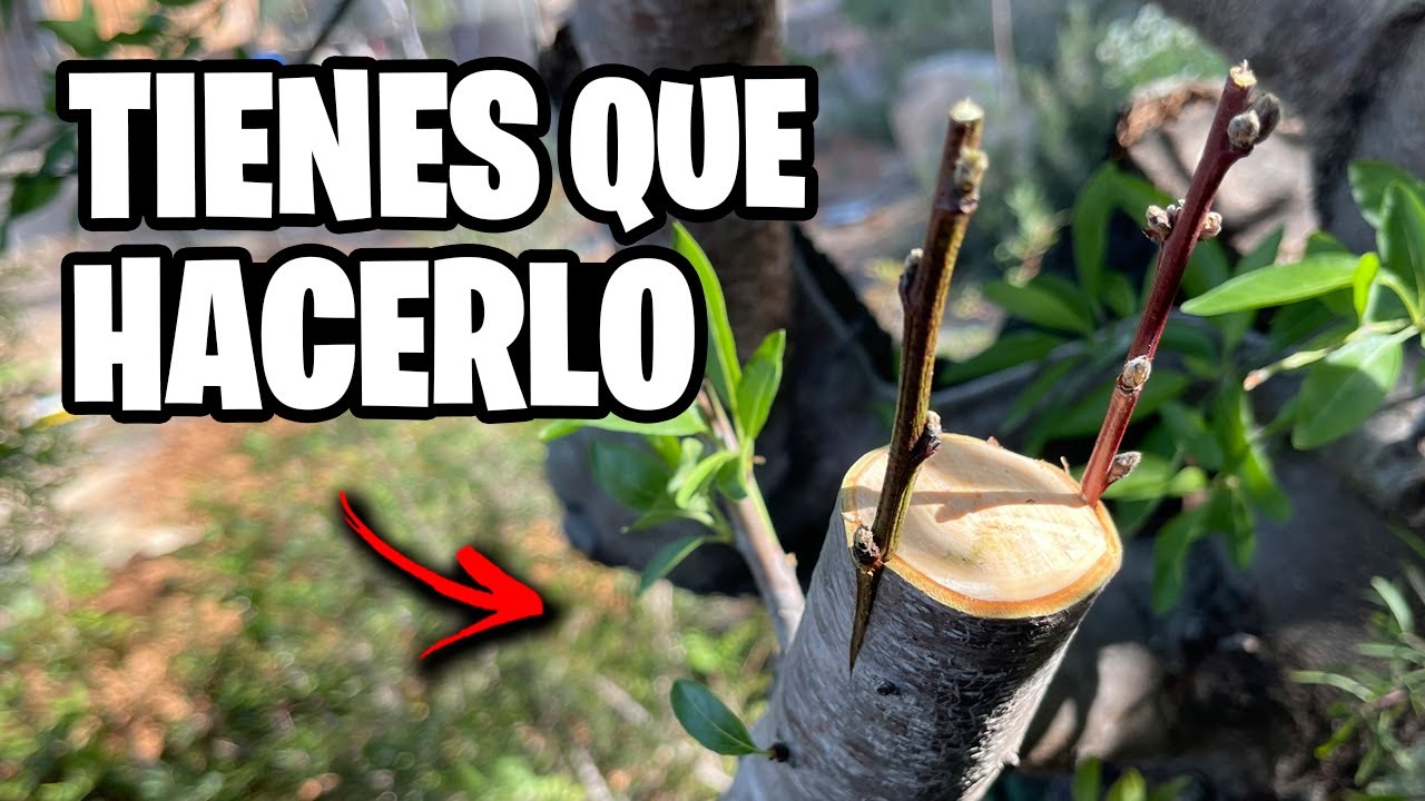 Como hacer un INJERTO de Ciruelo y Melocotón en Almendro!! Paso a Paso | La Huerta de Ivan