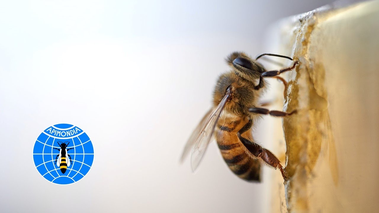 World Bee Day 2020 - Bee engaged – Build Back Better for Bees