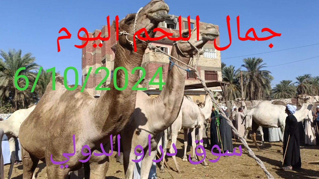 اسعار جمال اللحم من داخل سوق دراو الدولى الاحد 6/10/2024