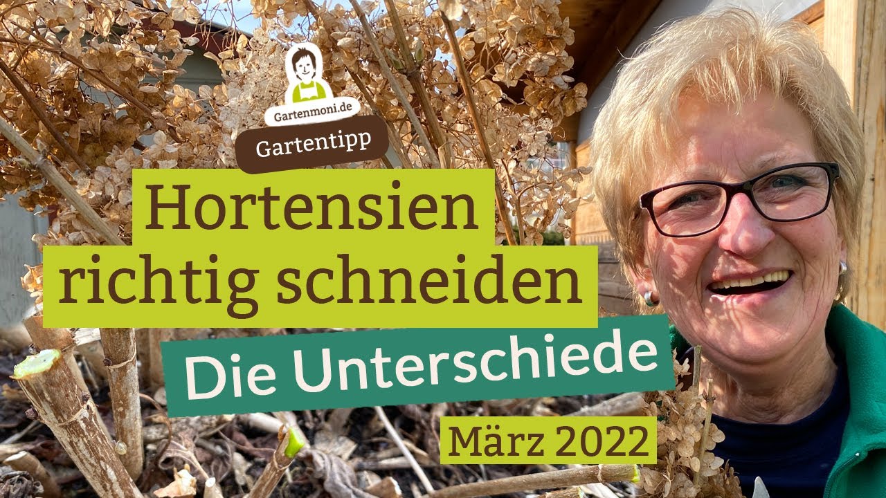 Hortensien schneiden: Diese Unterschiede solltest du beachten