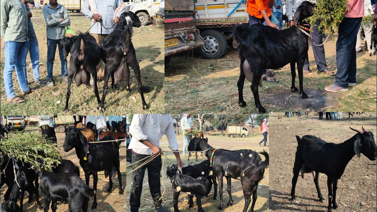 आजचा जवळा शेळी बाजार😱 दि :18/01/2025 | got market जवळा | Akash Suryawanshi vlogs