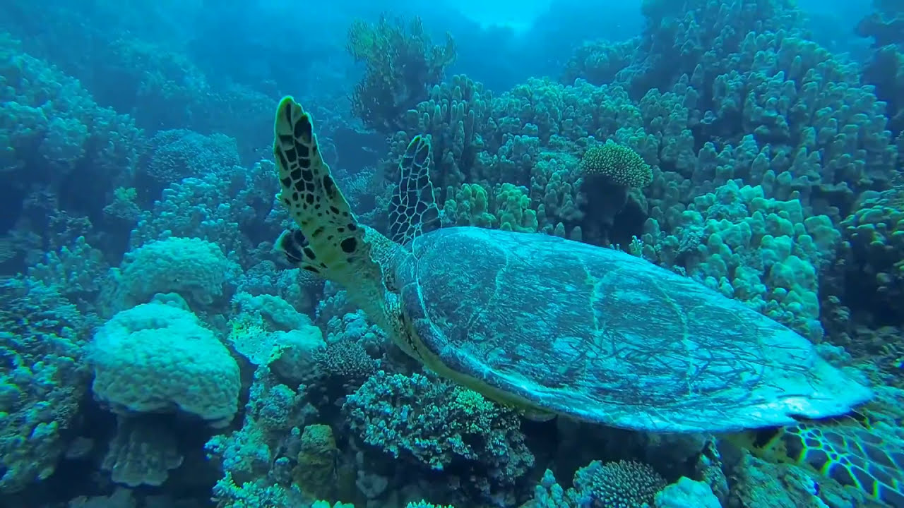 vidéo de plongée à safaga egypte mars 2014 mer rouge.