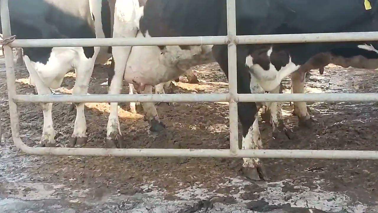 Ganaderia: Holstein, alta gen&eacute;tica productora lechera