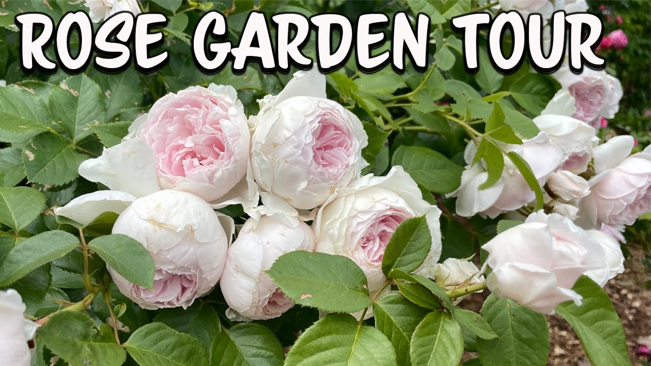 Roses at the Royal Botanical Garden in Ontario, Canada