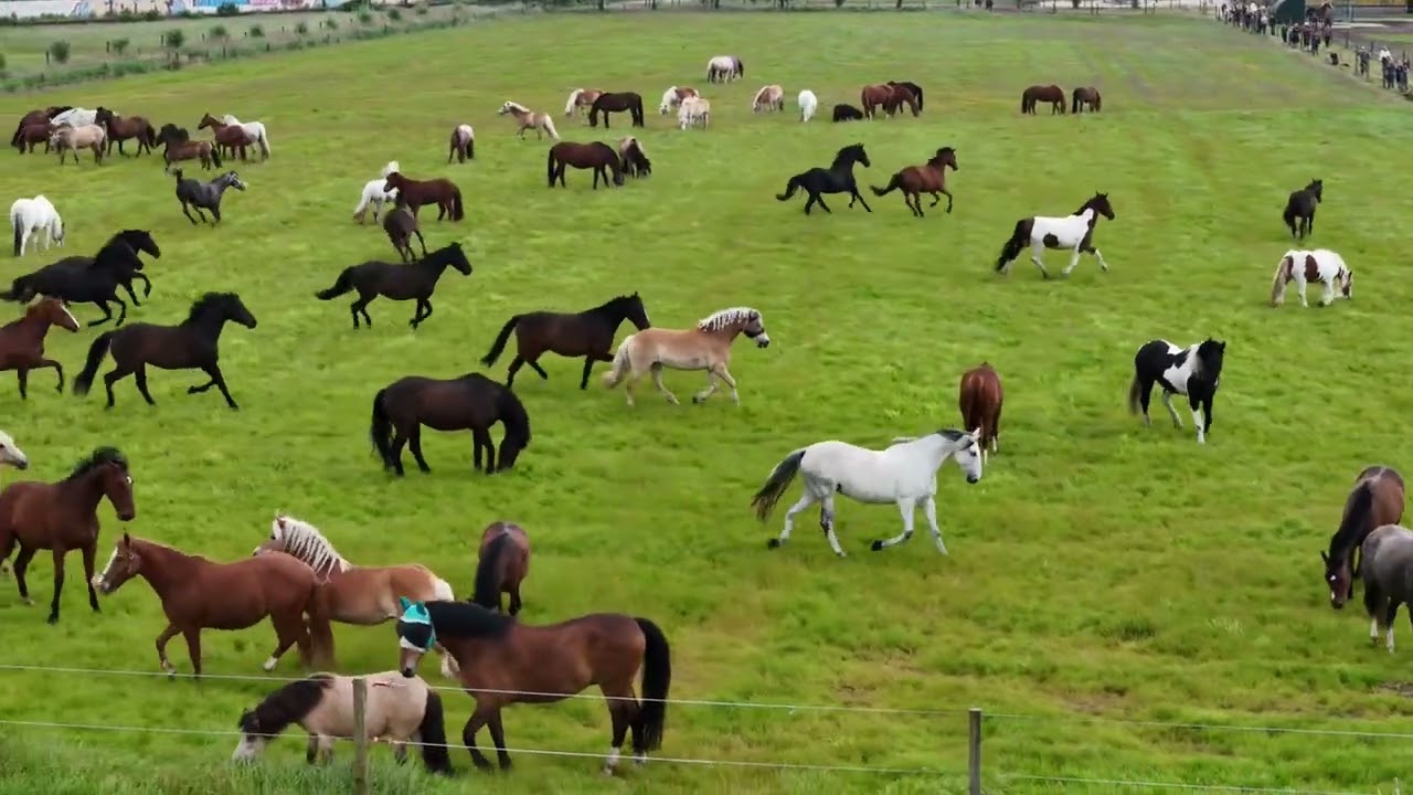 Paarden gaan het land op! Drone beelden.❤️😍