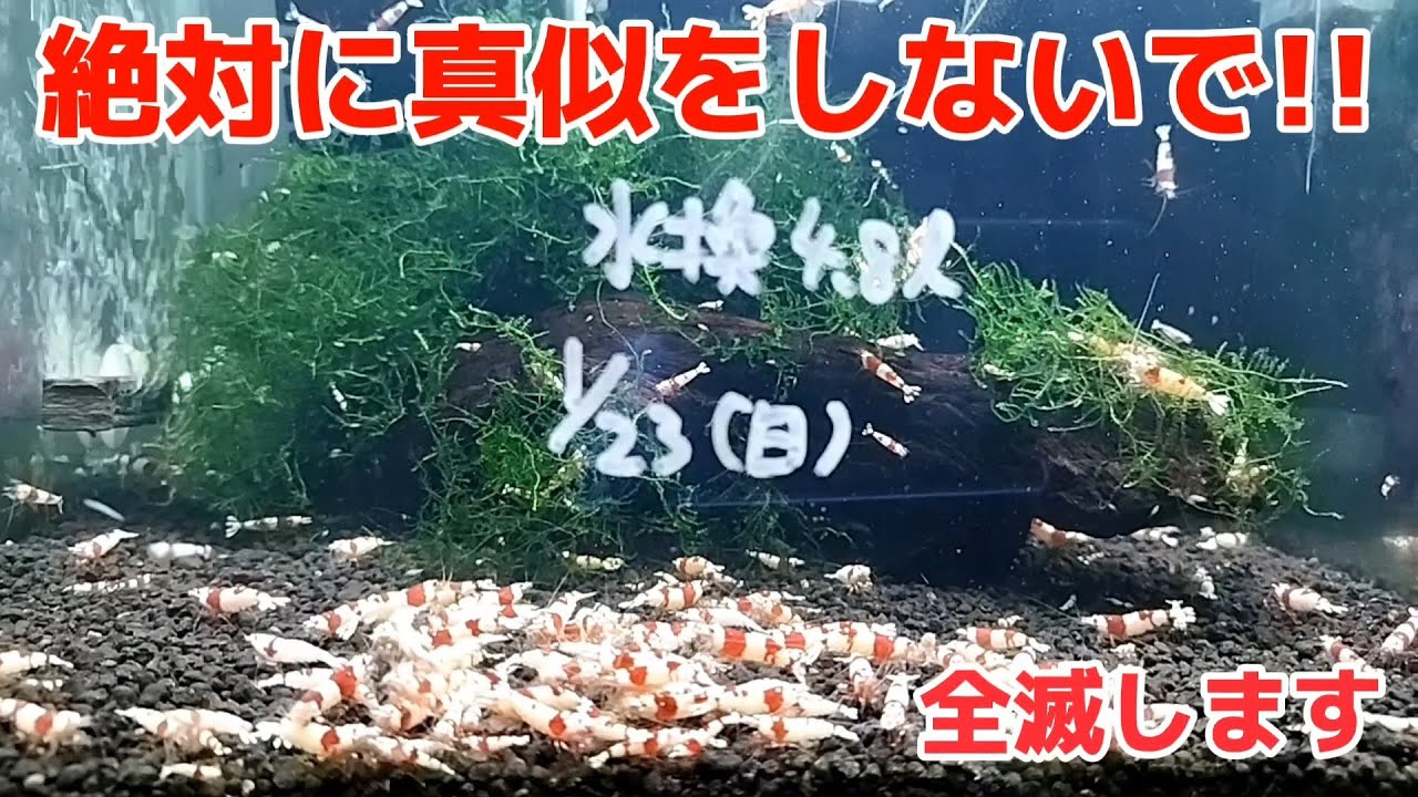 #37【レッドビーシュリンプ】何か間違ってるんですか?【水換え】