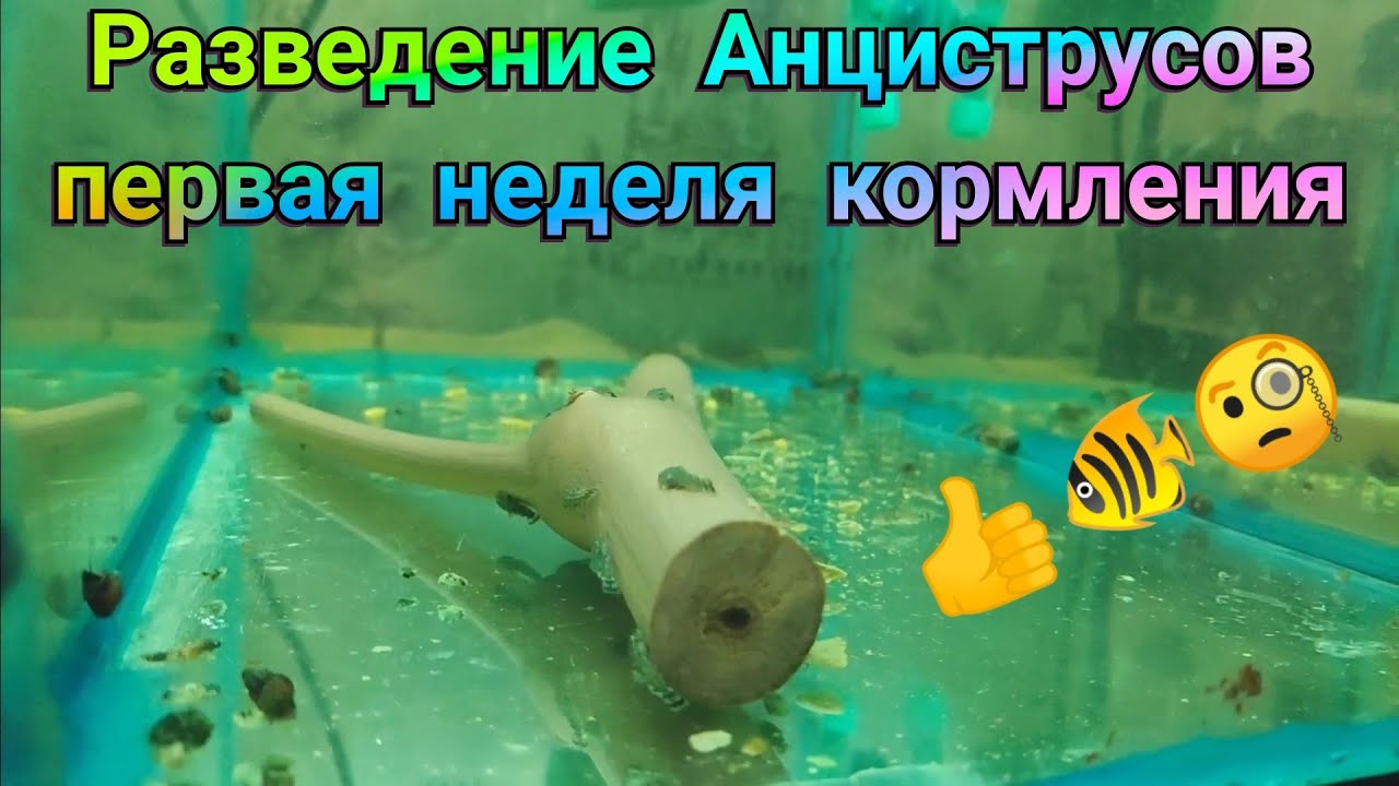 Разведение Анциструсов как подрастают мальки анциструса сами без отца первая неделя кормления