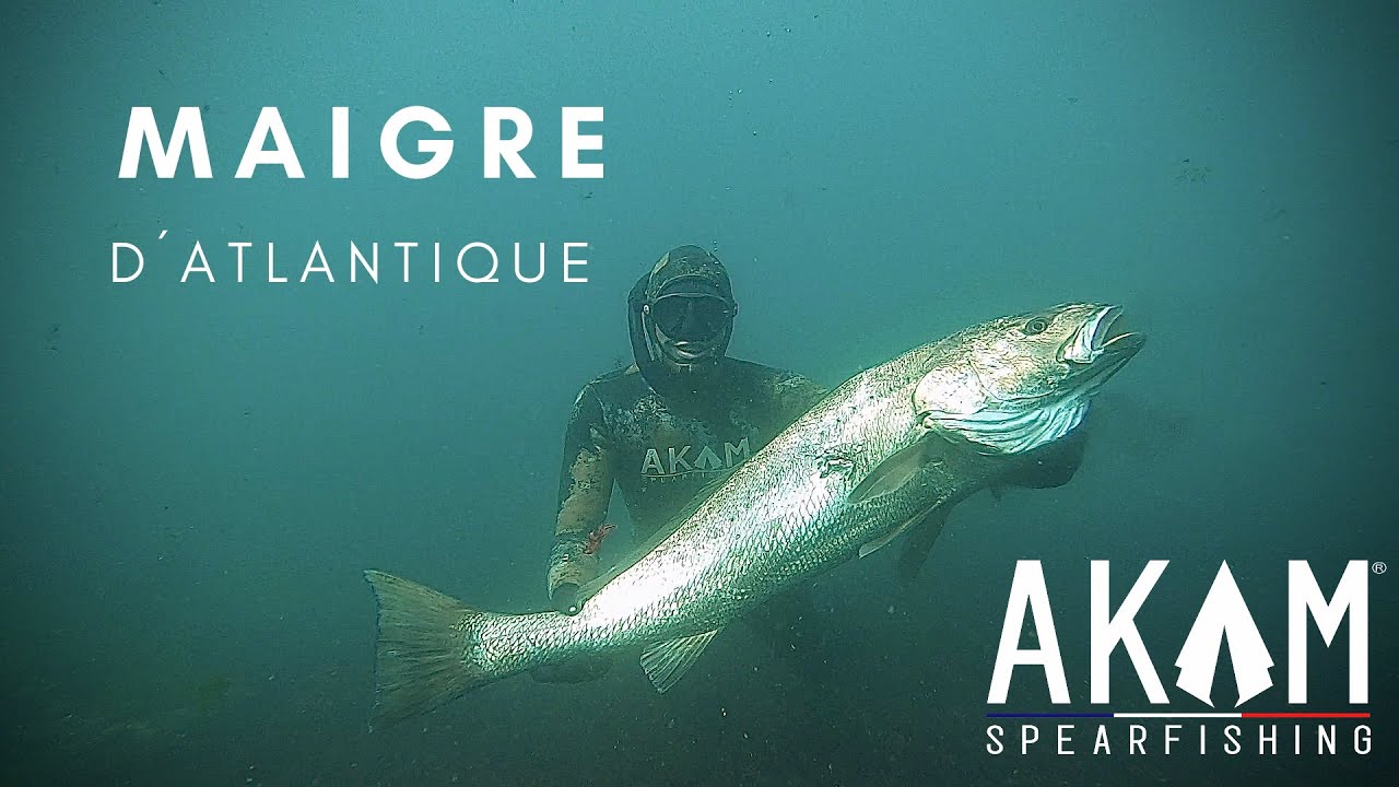 Maigre et Bars de l'ile de ré en chasse sous marine. Spearfishing  Mulloway / Jewfish in Atlantic