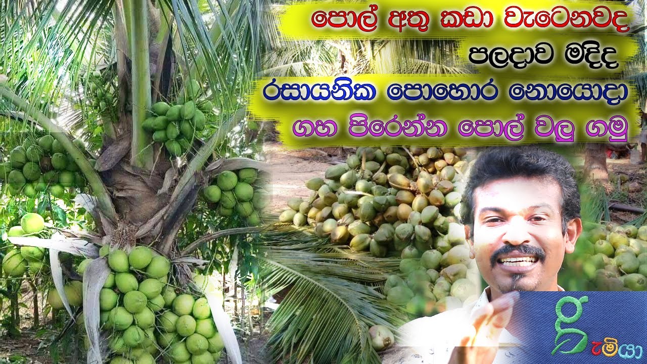 පොල් අවස්වැන්න මදිද? පොල් අතු කඩා වැටෙනවද? රසායනික පොහොර නැතිව ගෙඩි ගමු