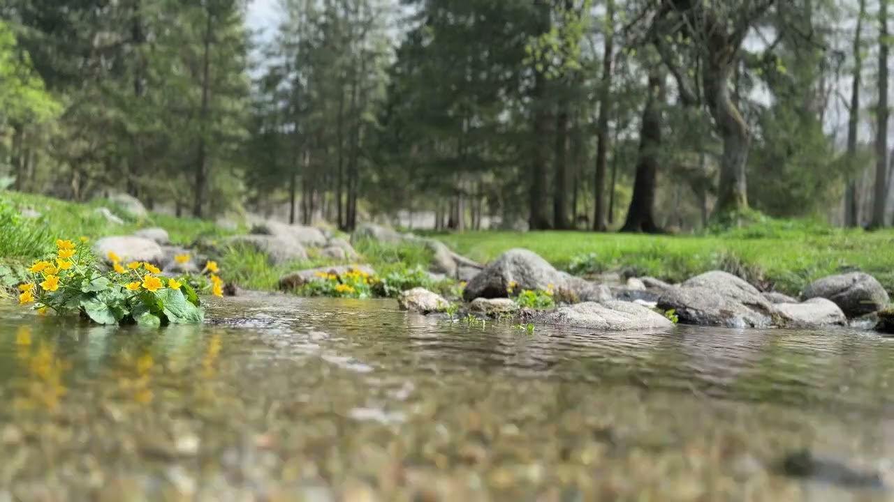 Soothing Sounds of Nature | Mountine River ASMR