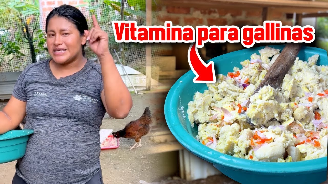 El secreto para tener gallinas felices y productivas