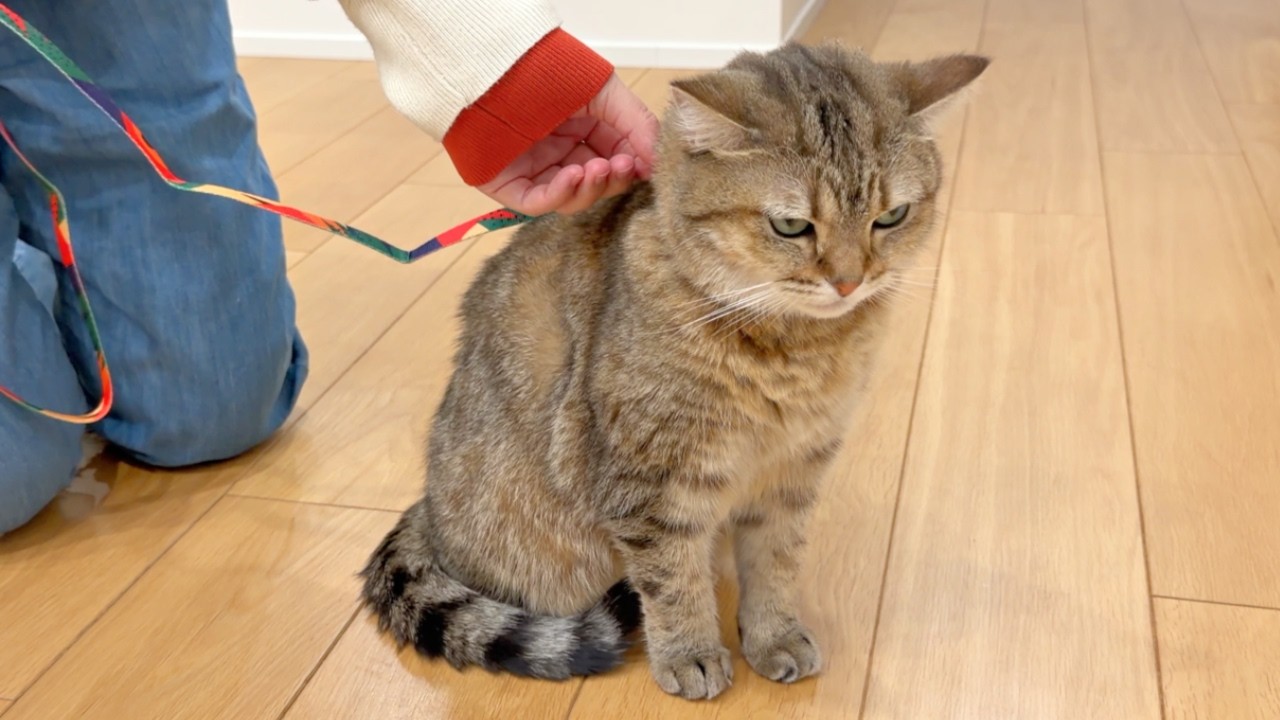 病院だと勘違いして絶望する猫…