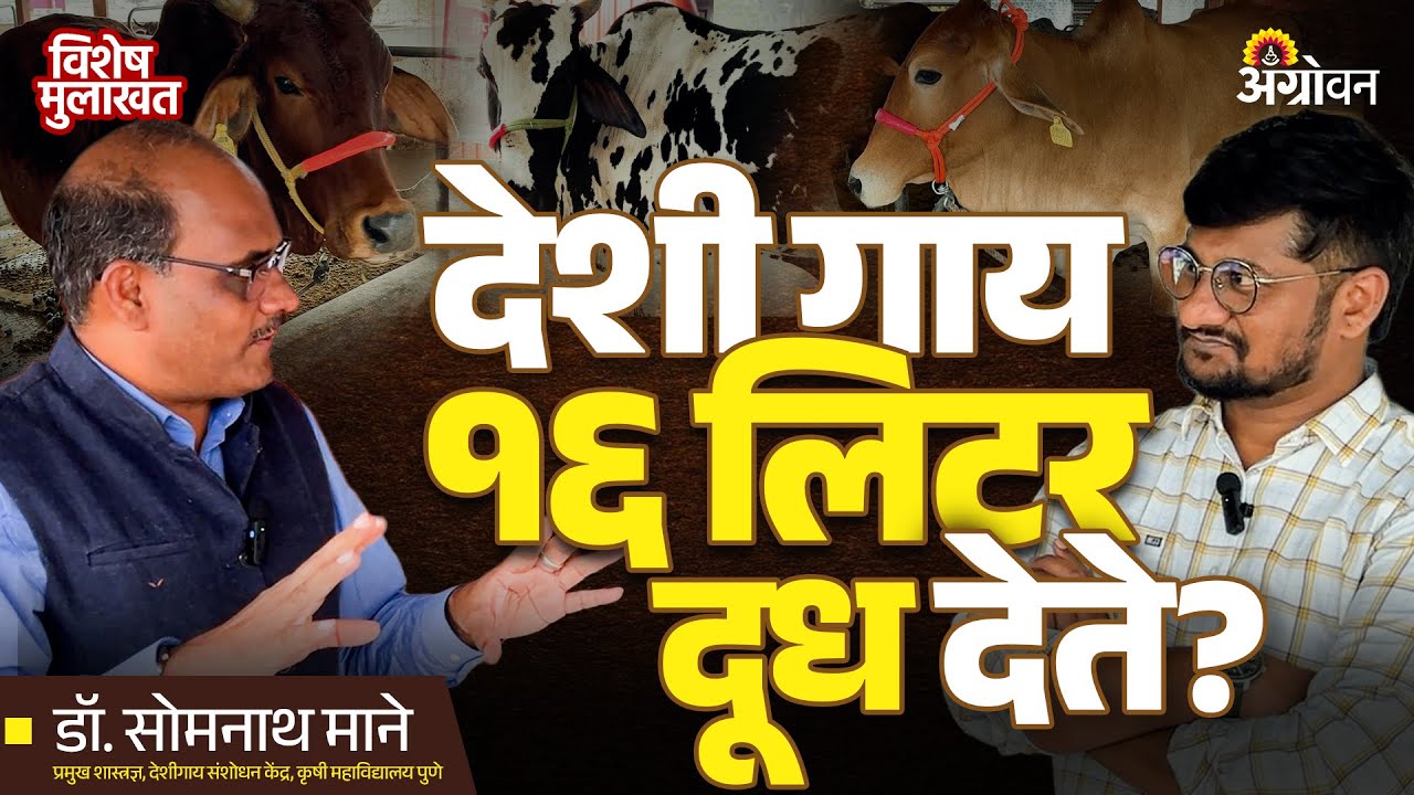 Desi Cow Milk : सहिवाल, गीर, लाल सिंधी, राठी आणि थारपारकर पैकी कोणती गाय जास्त दूध देते ? | Agrowon
