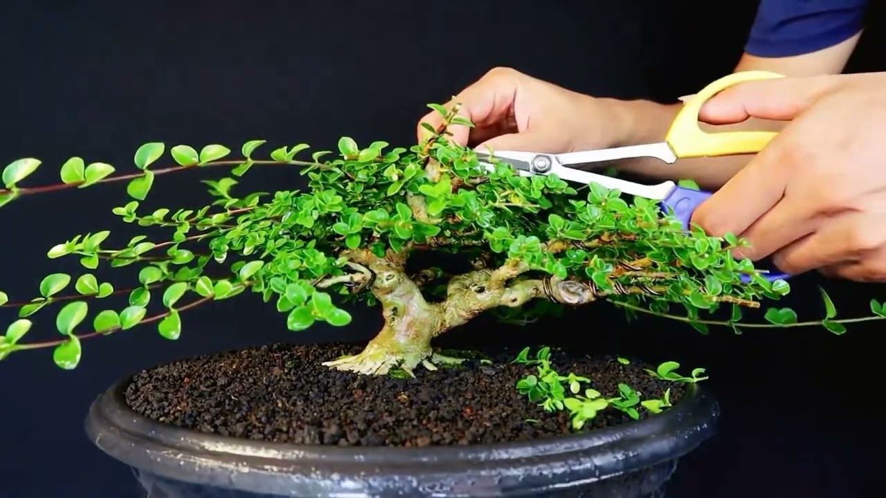 Proses bonsai sancang sito #bonsaisancang #bonsaisitho