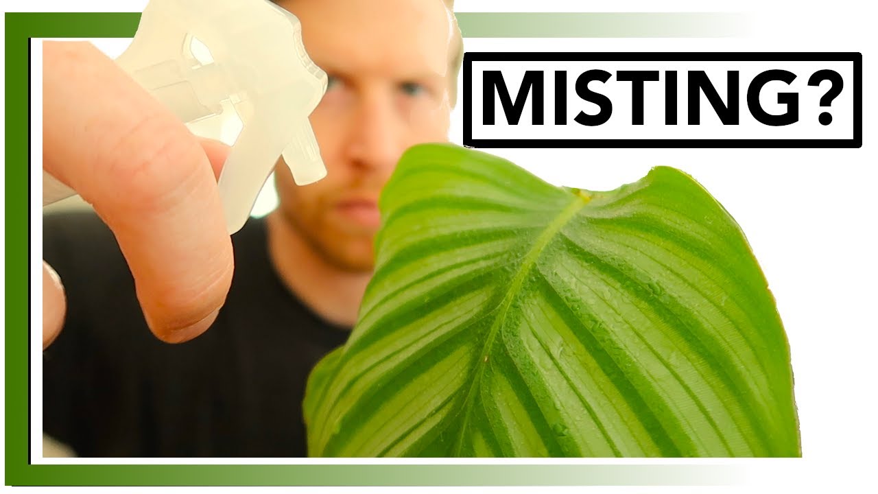 Should I Mist My Plants -  YES or NO? | Houseplant How-to Ep 16