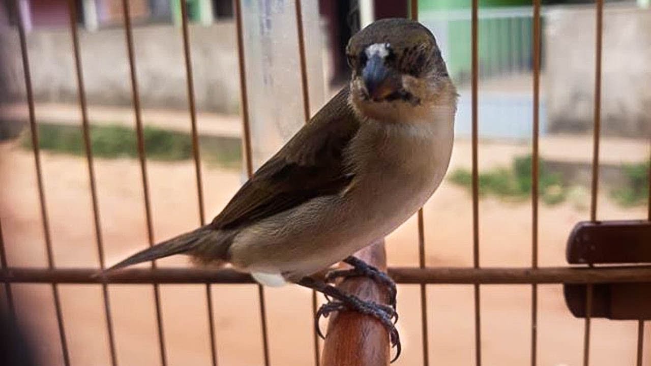 Bigodinho canto original para ensinar e treinar machos!