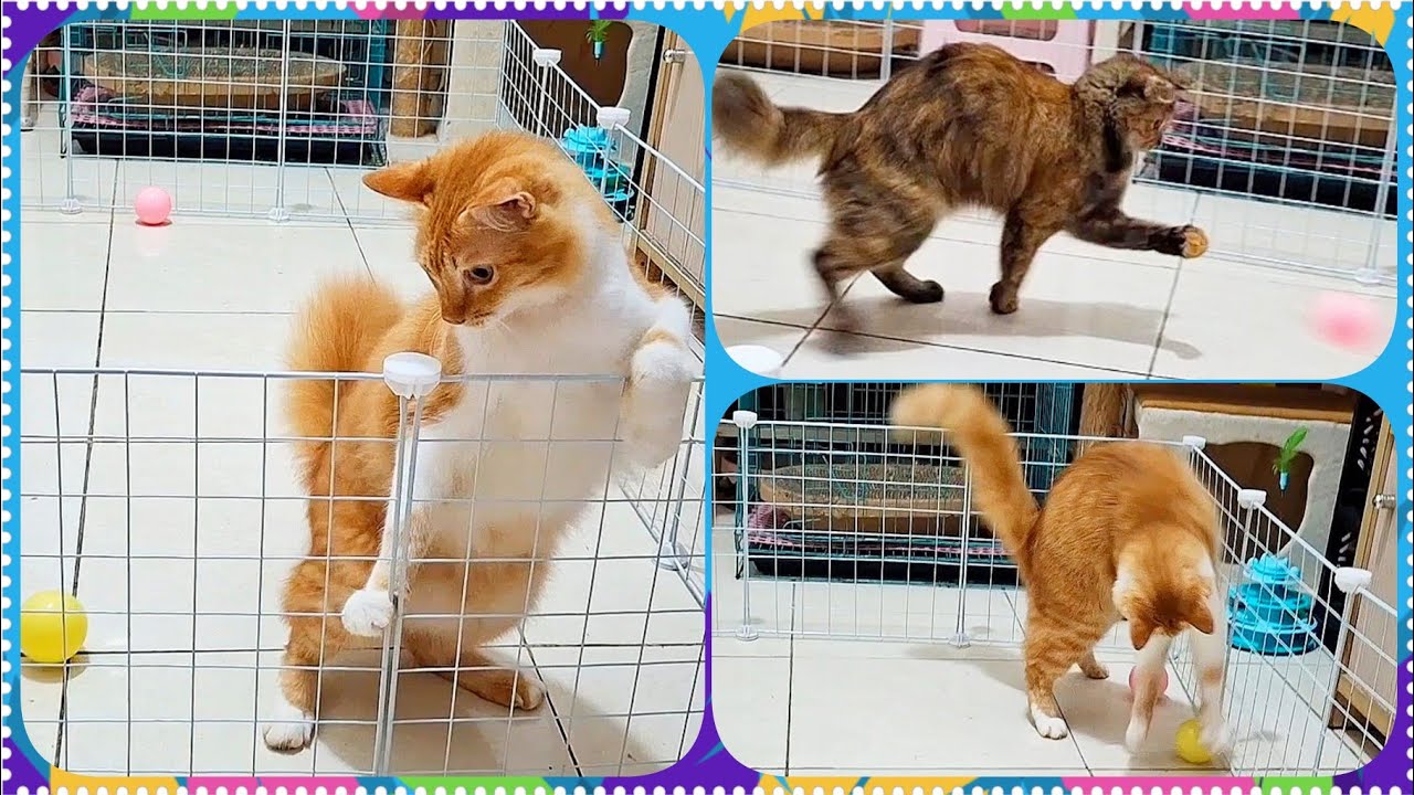 @cc.cutecats CUTE CATS : Playing Balls  #cat #cutecat #funnycats #song 