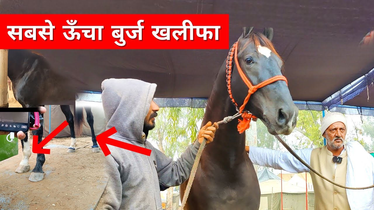 बुर्ज खलीफा🐴 नाम के घोड़े का नहीं कोई मुकाबला 🐎 | Buraj Khalifa Horse🐴  of Haryana farming leader