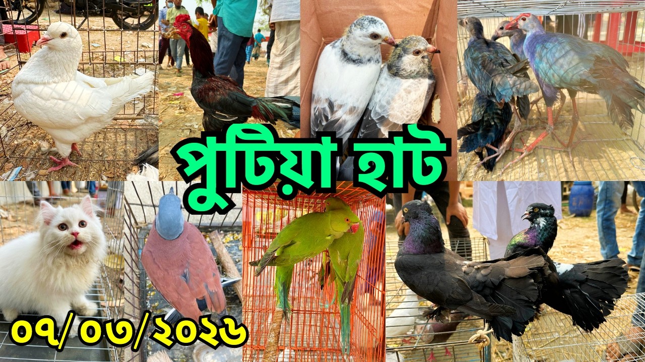 এই রোজায় পাখি, কবুতর, খরগোশ ও হাঁস-মুরগিতে জমজমাট হাট | পুটিয়া হাট | শনিবার | Putia Pet Market #881