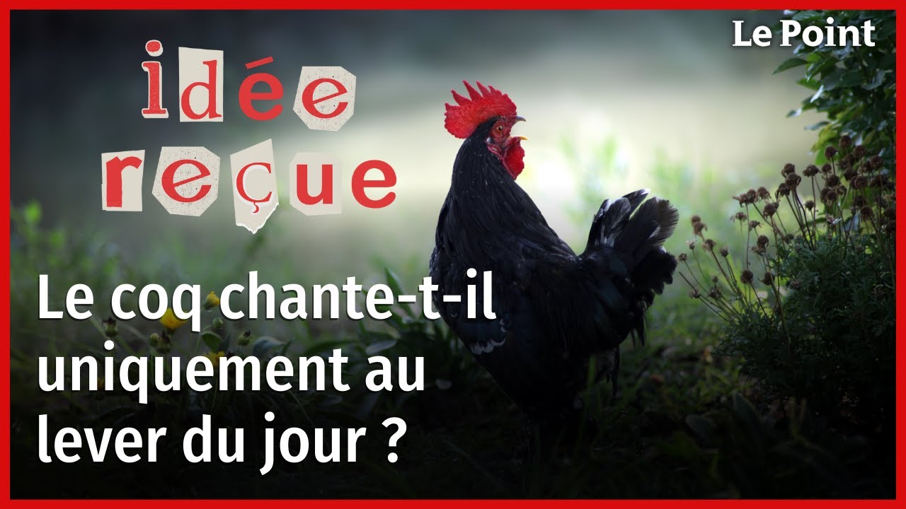 Idée reçue : le coq chante-t-il uniquement au lever du soleil ?