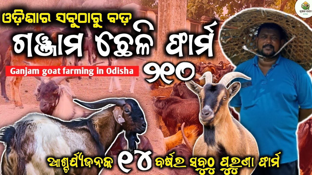 Ganjam goat farm in odisha[ଗଞ୍ଜାମ ଛେଳି ପାଳନ]Ganjam breed|Ganjam goat farm|Lanka chheli palana