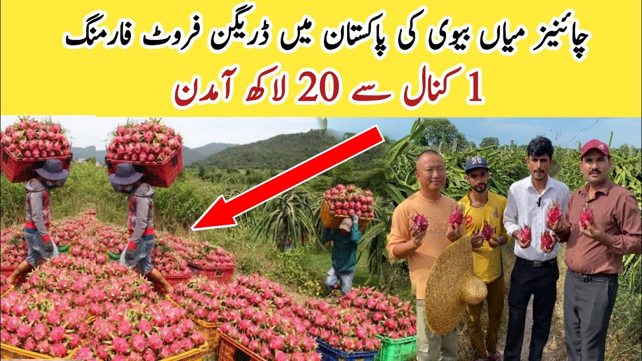 Chinese Dragon Fruit Farming in Pakistan