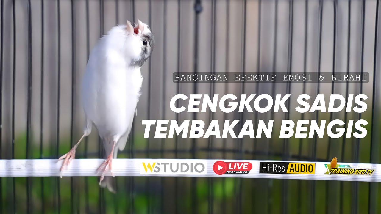 🔴#132 Masteran Kenari Panda Gacor cengkok mewah tembakan brutal