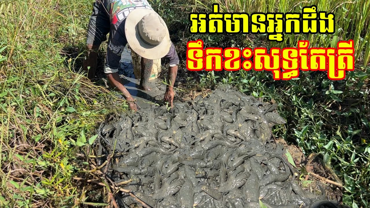 អត់មានអ្នកដឹងសោះ ប្រឡាយស្រែខះទឹក សុទ្ធតែត្រីនៅពីក្រោមក្រកួននឹងស្មៅ