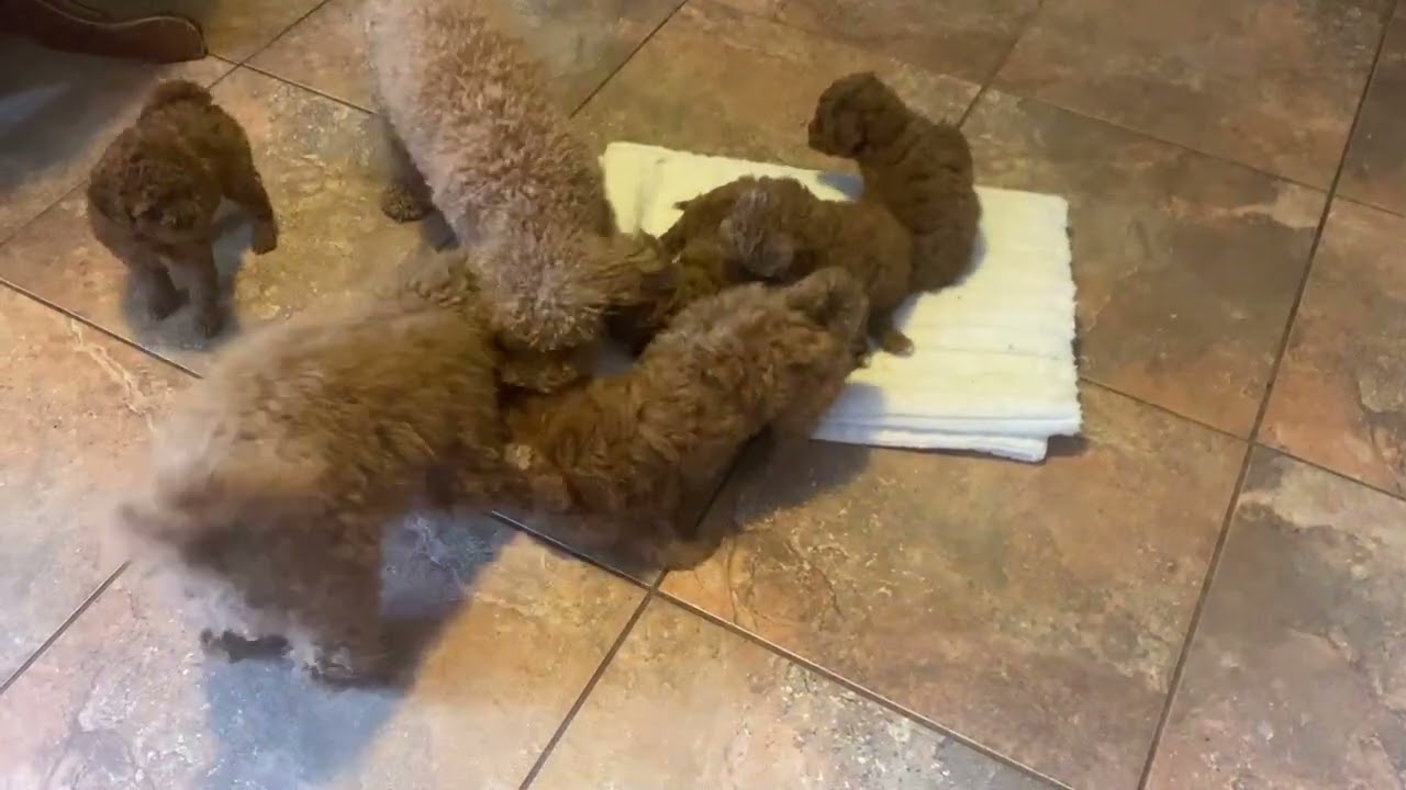 Mom and Dad Play with The Pups no.2